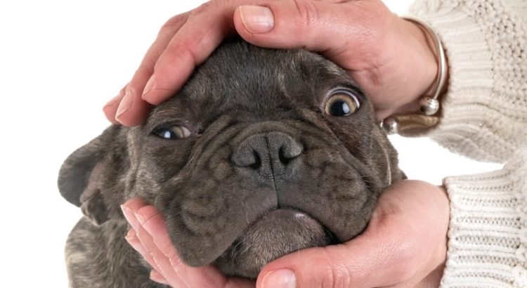Disorders Among French Bulldog Power of Attorney